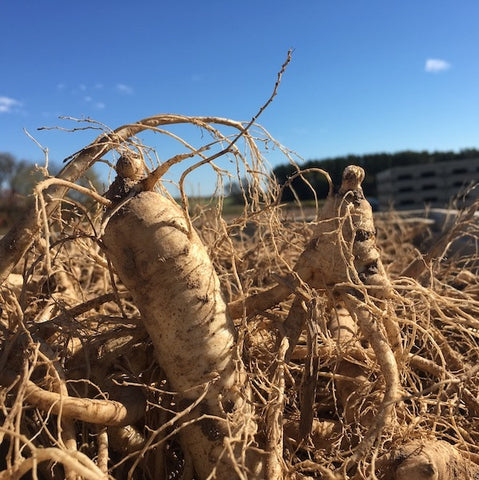 #99 Wisconsin Fresh Ginseng Large Roots - 8 oz